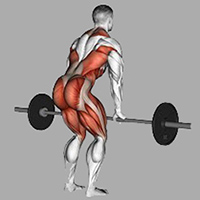 Мышцы, работающие в становой тяге